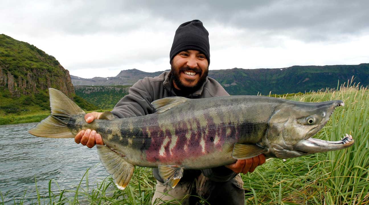 Chum Salmon in the wild