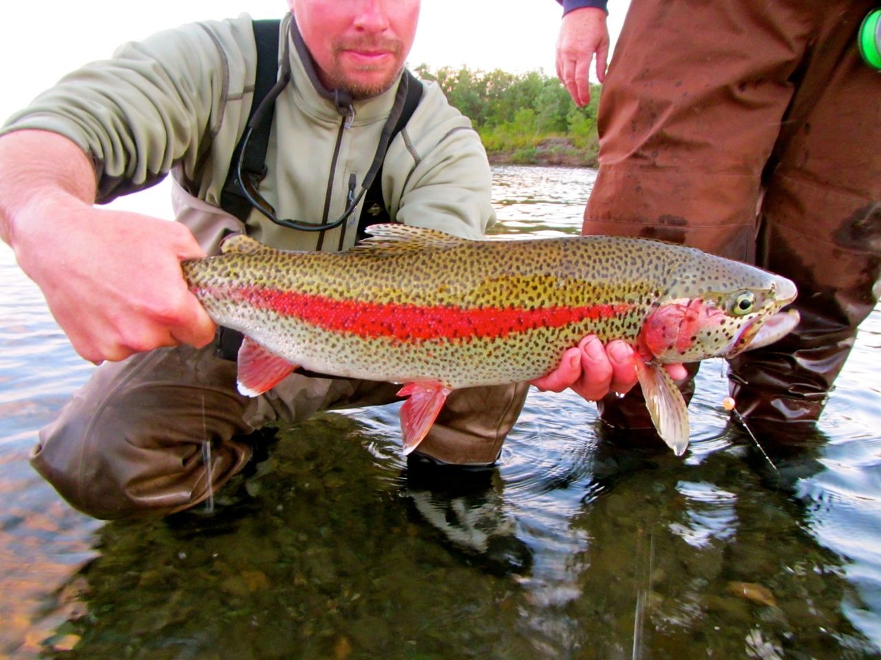 Rainbow Trout in the wild