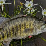 Shoal Bass in the wild