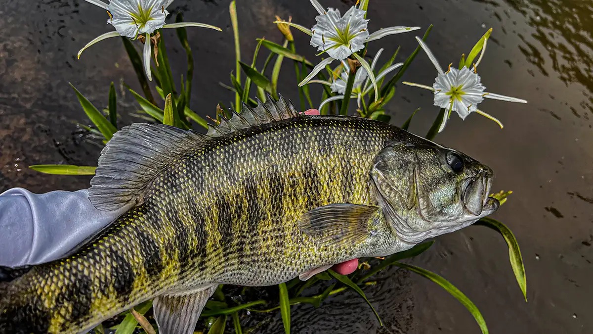 Shoal Bass in the wild