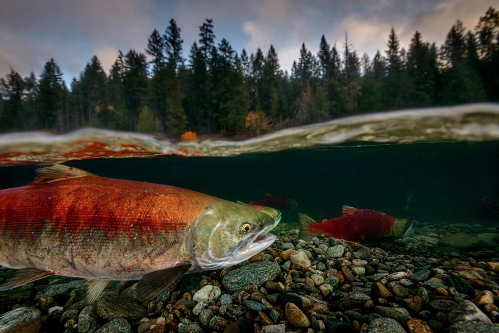 Early Morning is the ideal time for hunting Salmon