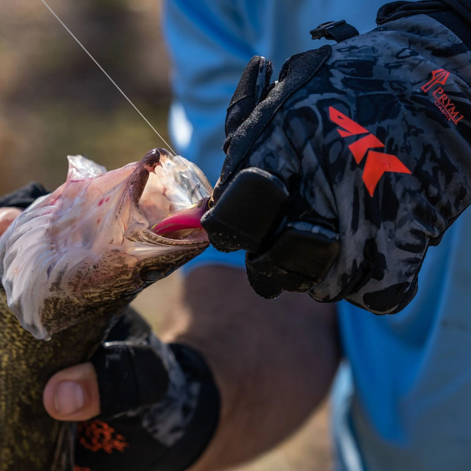 Always use gloves while handling with halibut