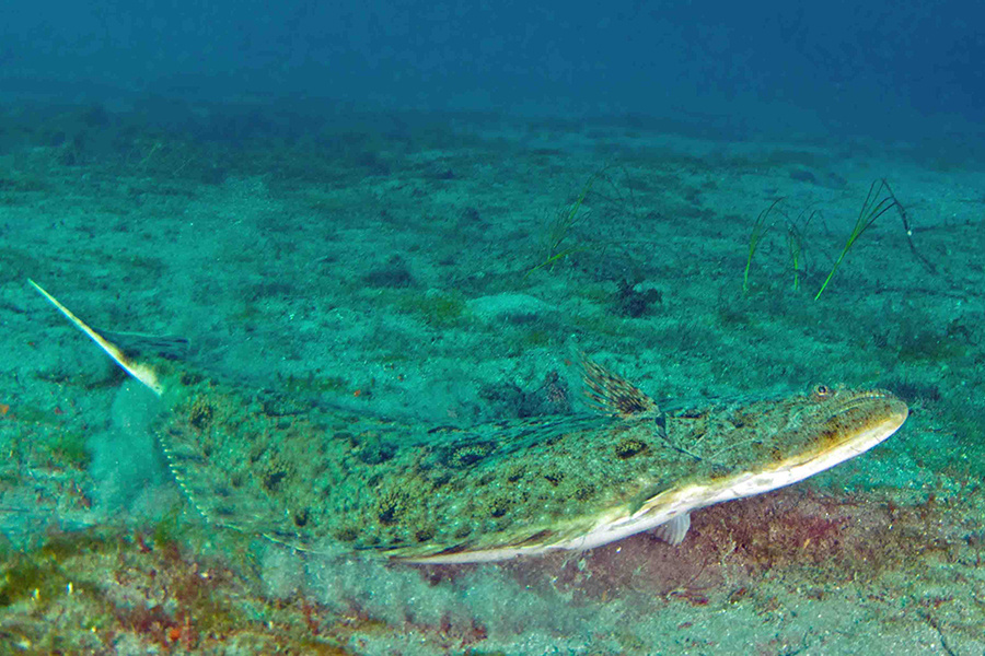 Current speed can affect on halibut catching