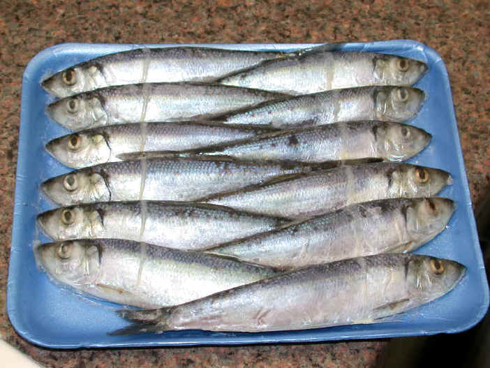 Herring baits can be useful to fish for halibut