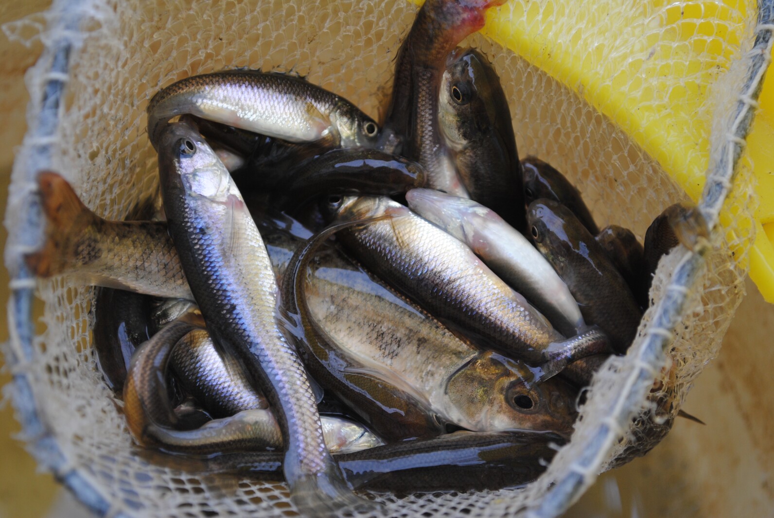 Minnows baits is common used for trout fishing