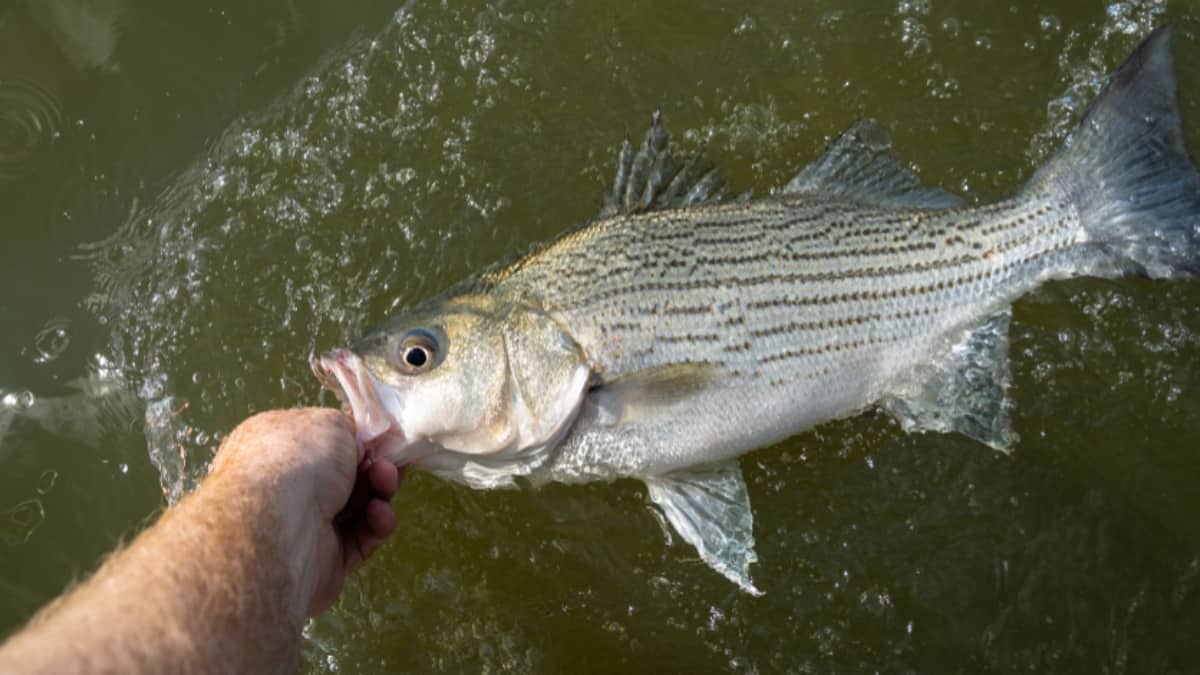 muddy water is ideal for catching striped bass