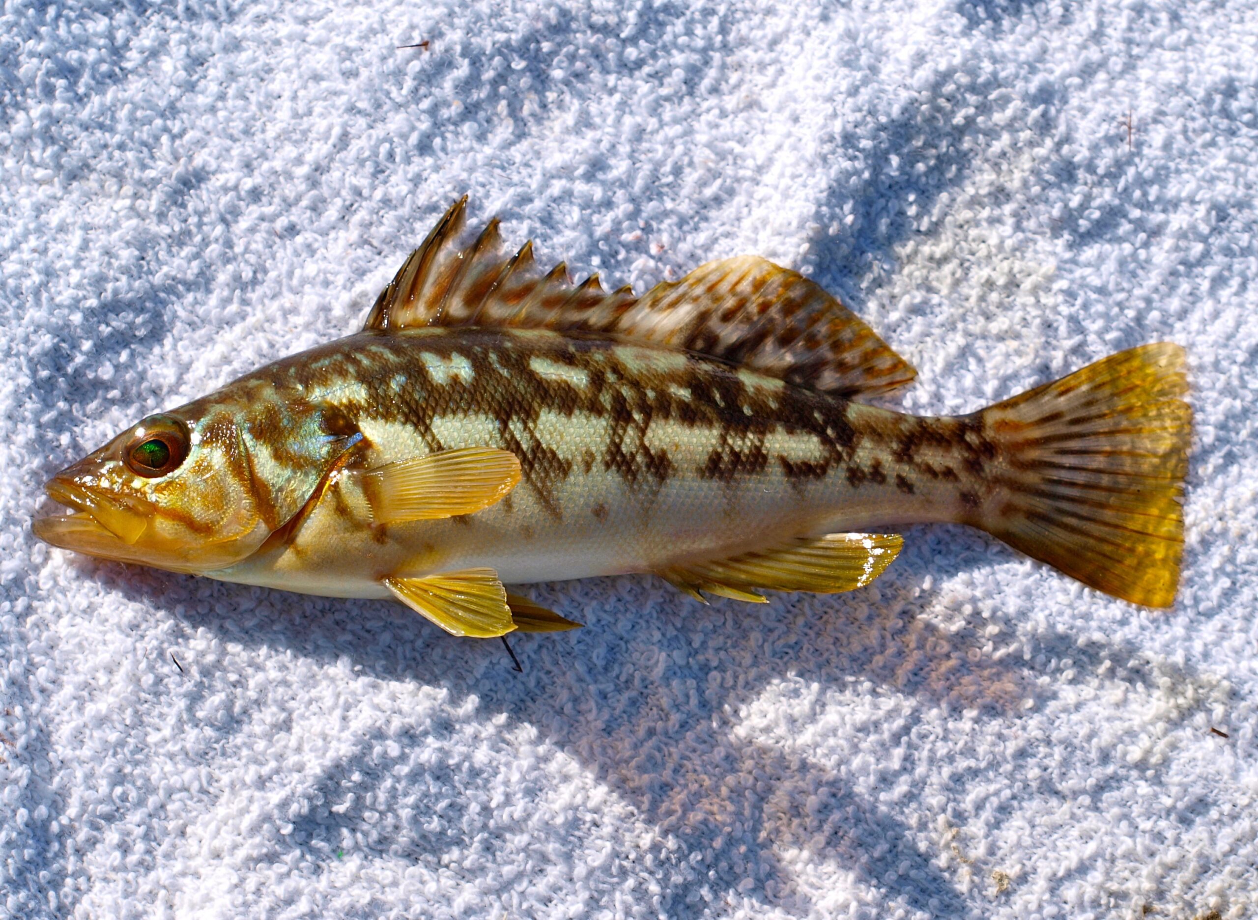 Kelp Bass in the wild