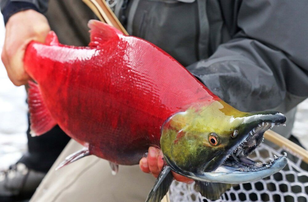 Sockeye Salmon in the wild