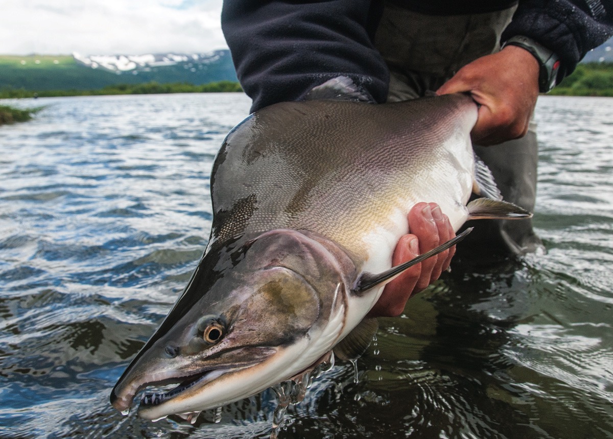 Pink Salmon in the wild