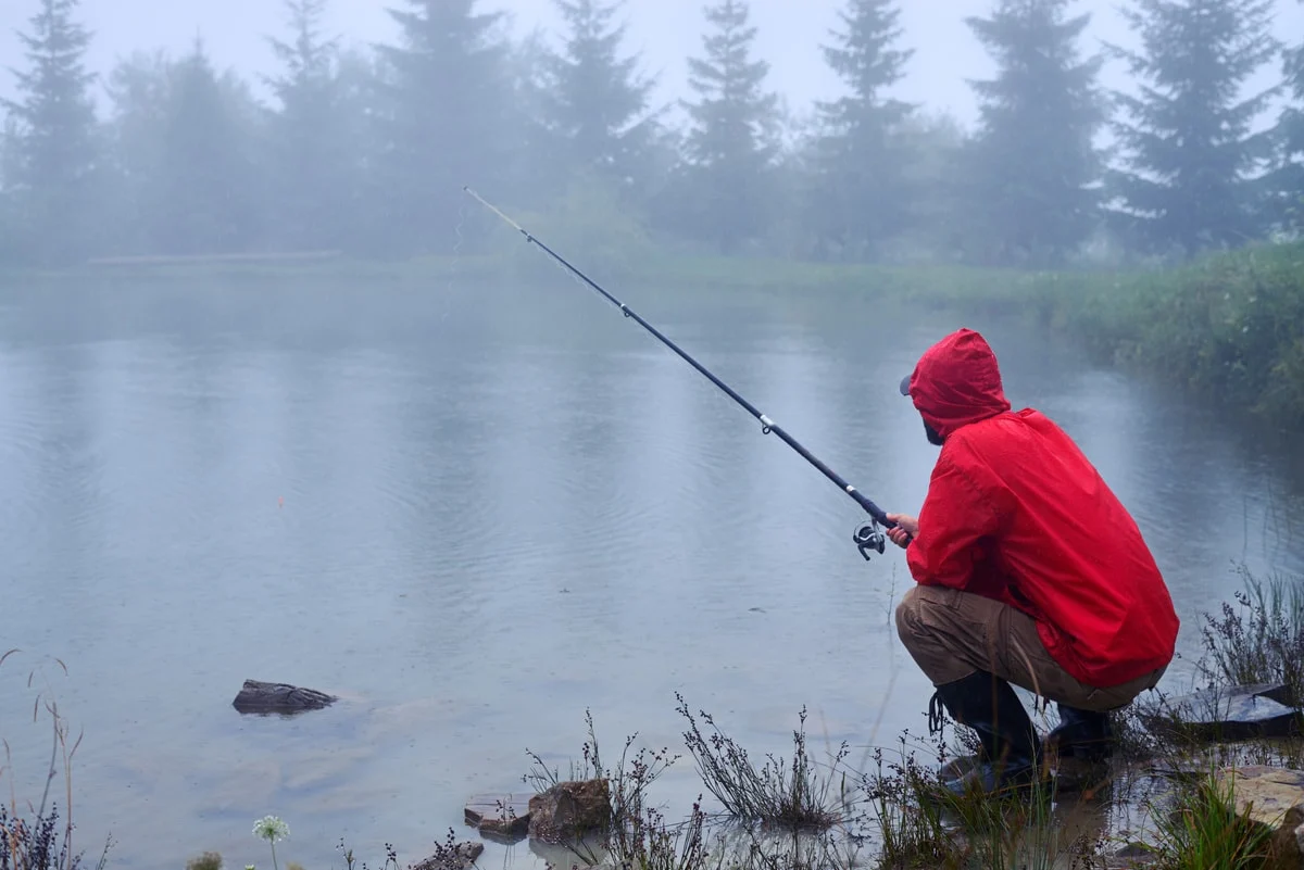 Black bullhead can easily be caught during rainy weather