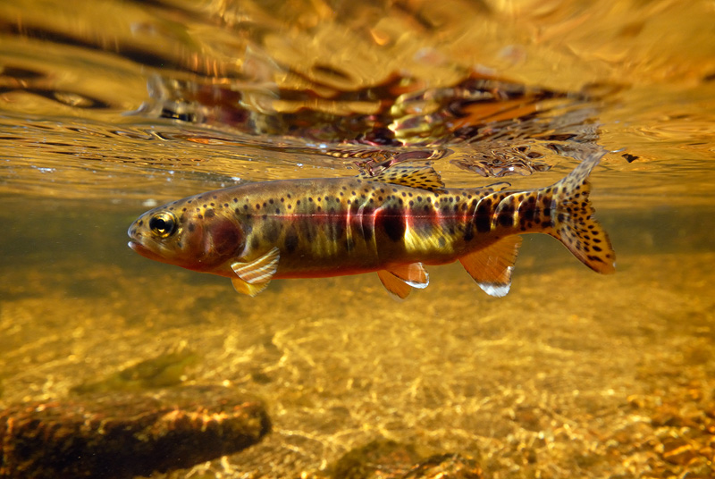 Golden Trout in the wild