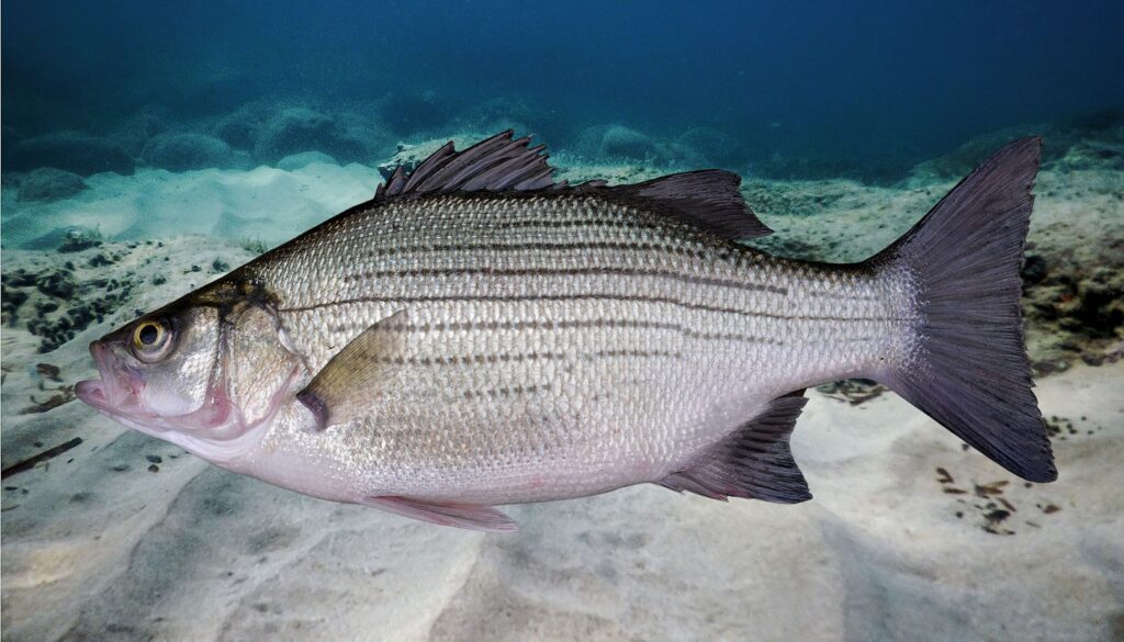 White Bass in the wild