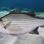 White Bass in the wild