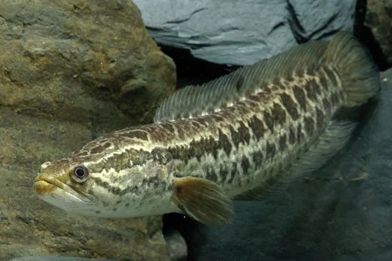 snakehead oftens hunt in lowlight condition