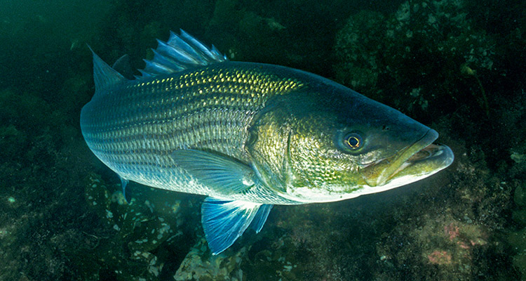 During summertime, Striped bass tends to be in deep water