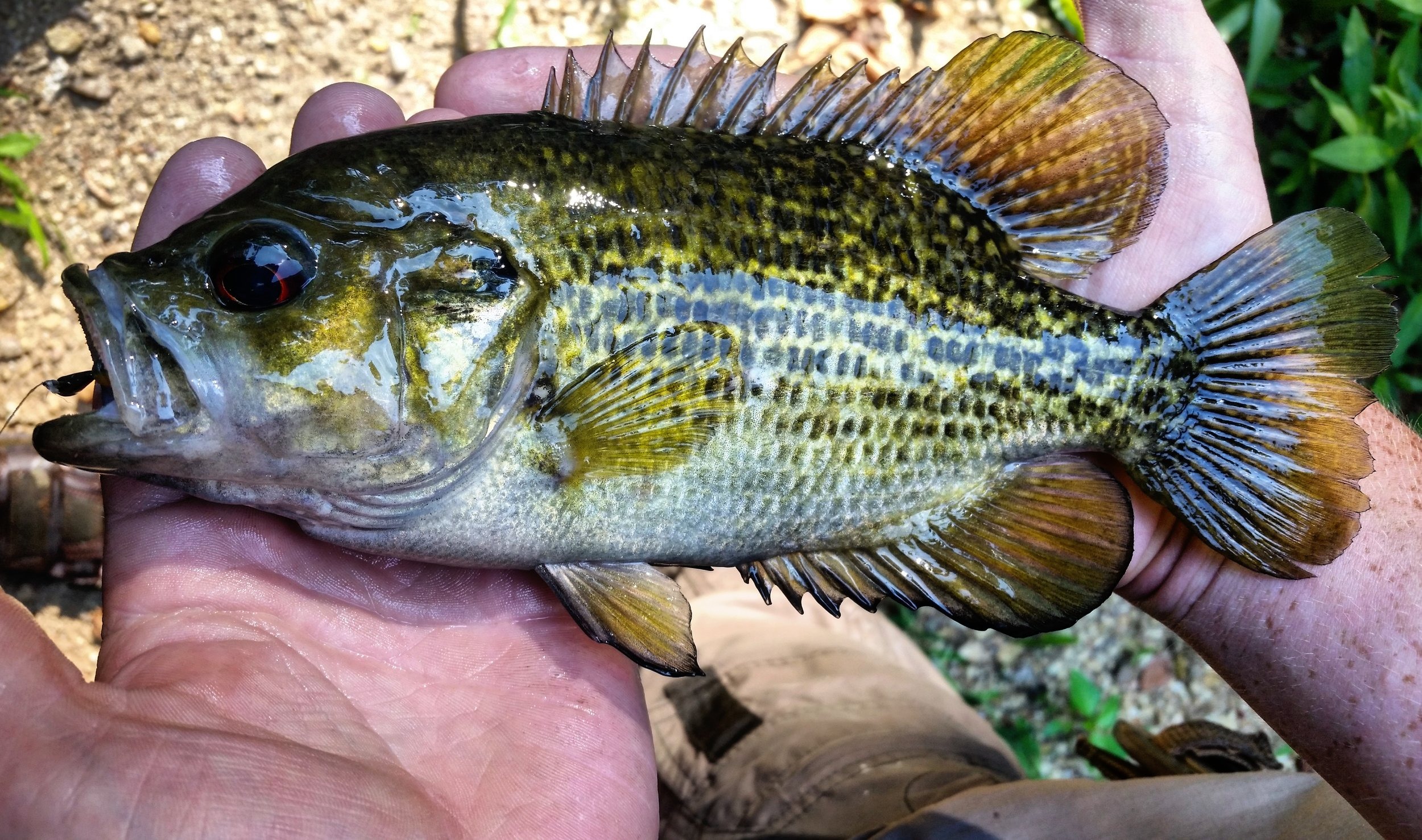 Rock Bass in the wild