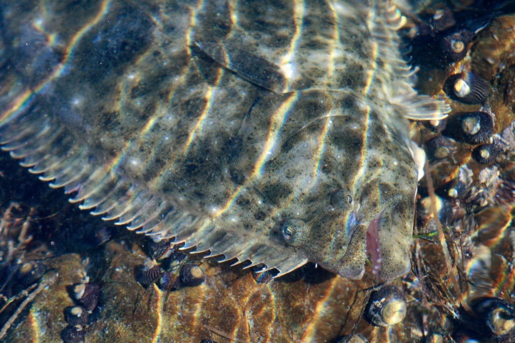 California Halibut in the wild