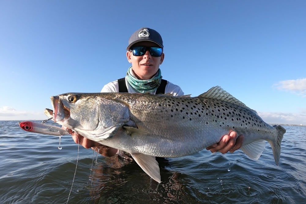 Sea Trout in the wild