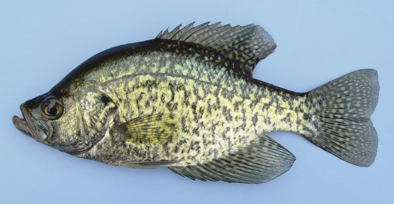 Black Crappie in the wild